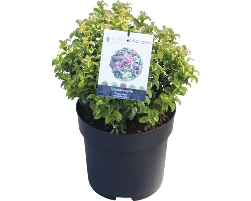 Traubenmyrte ''Curly Red'' im schwarzen Topf