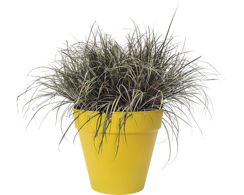 Ziergras im Topf