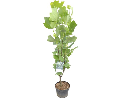 Junger Tulpenbaum im Topf