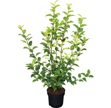 Apfelbaum im Topf