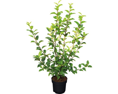 Apfelbaum im Topf