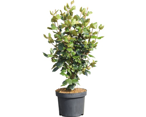 Immergrüne Ölweide im Topf
