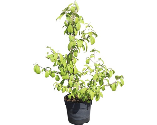 Hartriegelbusch im Topf