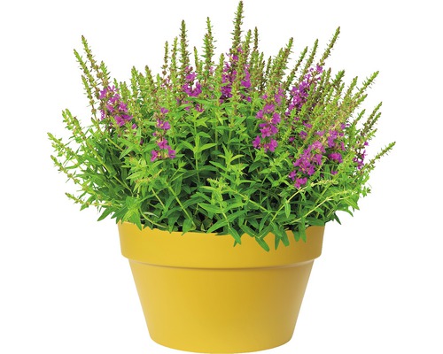 Blutweiderich in einem Pflanzgefäß