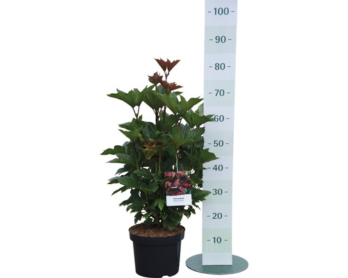 Schneeball im Topf mit Messskala