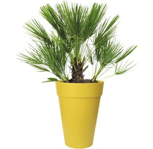 Hanfpalme in Pflanzgefäß