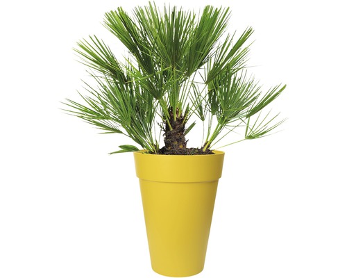 Hanfpalme in Pflanzgefäß