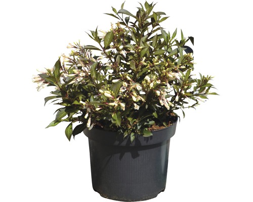 Blühender Zierstrauch im Topf