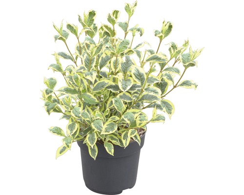 Hartriegel im Topf mit weiß gerandeten Blättern