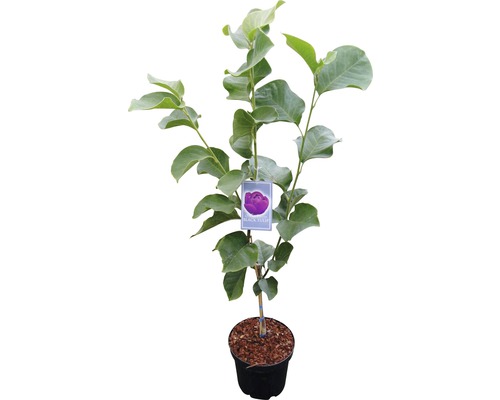 Tulpe Black Tulip im Topf