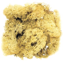 Islandmoos gelb 50 g