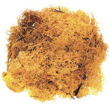Islandmoos orange 50 g