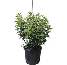 Rispenhortensie im Topf