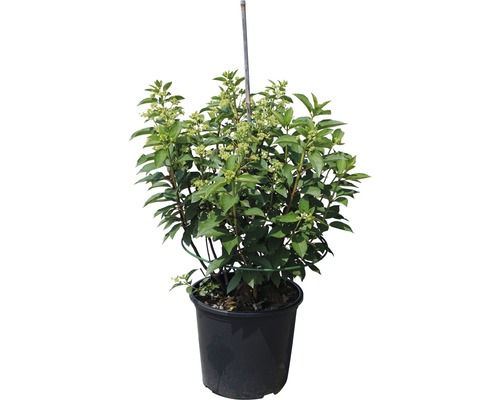 Rispenhortensie im Topf