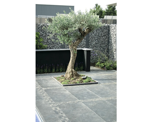 Gestalteter Garten mit Olivenbaum, Gabionenwand und Steinplatten