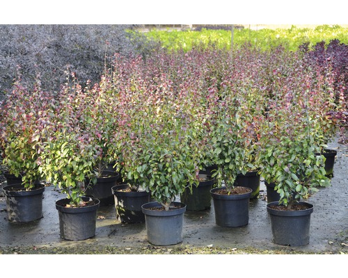 Reihe von japanischen Lavendelheide Pflanzen im Topf