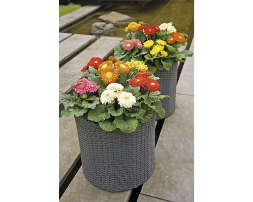 Zwei Gerbera Pflanzen in geflochtenen Pflanzgefäßen im Garten