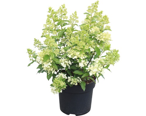 Rispenhortensie im Topf