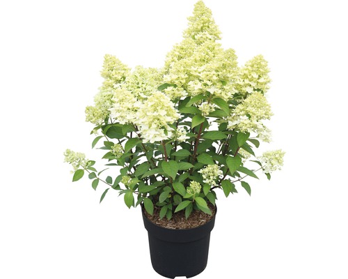 Rispenhortensie in einem Topf