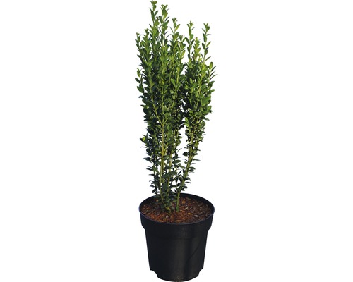 Japanischer Säulenilex FloraSelf Ilex crenata 'Fastigiata' H 25-30 cm Co 4,5 L Im Topf gezogener, immergrüner Buchsbaum für den Garten