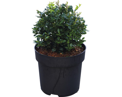 Bergilex FloraSelf Ilex crenata 'Rotundifolia' H 25-30 cm Co 4,5 L