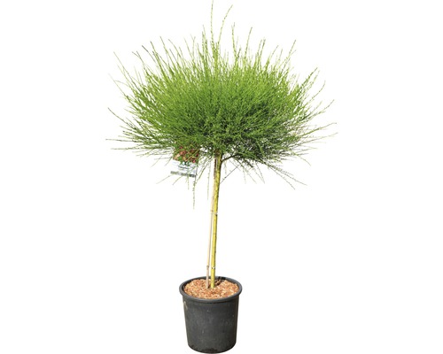 Topf-Zwergweide auf Stamm in einem Topf