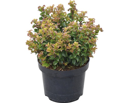 Japanische Zwergsteppenheide in einem Topf