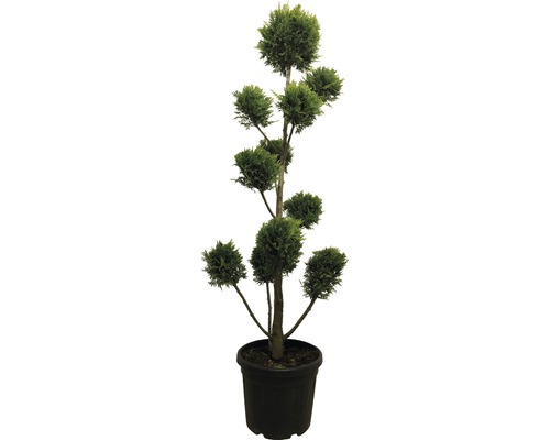 Kugelzypresse im Topf mit mehreren Kugelformen