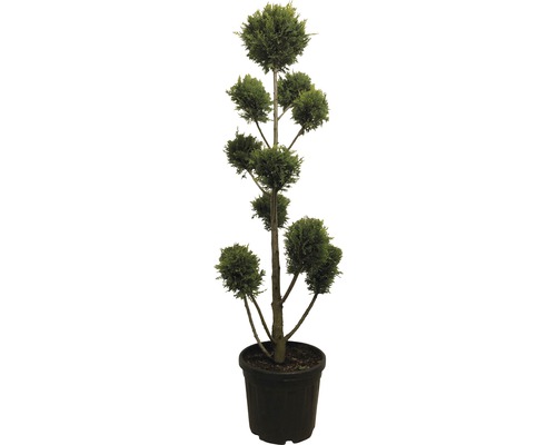 Englische Zypresse PonPon FloraSelf Cupressocyparis leylandii 'Castlewelland Gold' H 130 cm