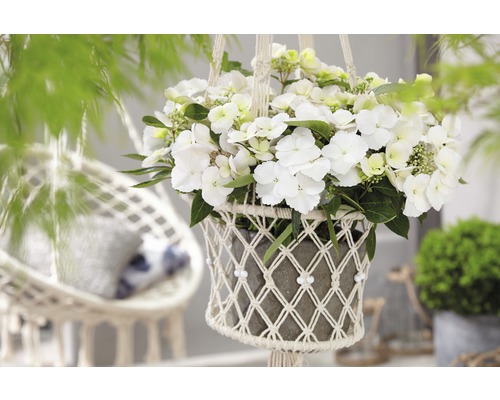 Hängender Blumentopf mit weißer Hortensie in Makramee-Halterung