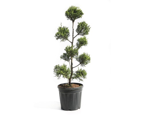 Gelbe Leyland-Zypresse PomPon FloraSelf Cupressocyparis leylandii 'Castlewellan Gold' H 80-100 cm Co 12 L