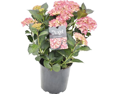 Hortensie Red Angel im Topf