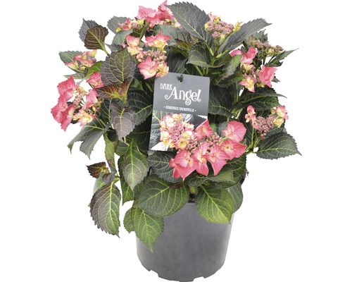 Hortensie Dark Angel im Topf