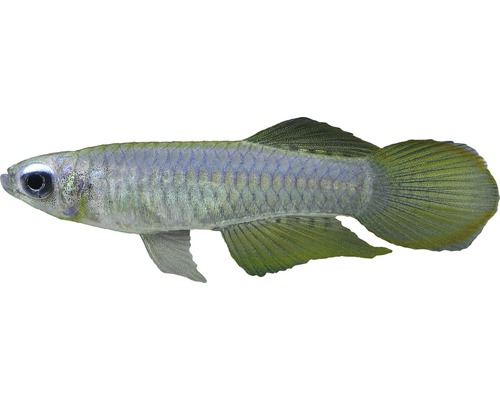 Fisch Normans Leuchtaugenfisch - Aplocheilichthys normani