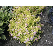 Spierstrauch mit Blüte