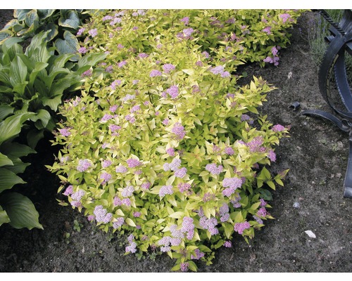 Spierstrauch mit Blüte