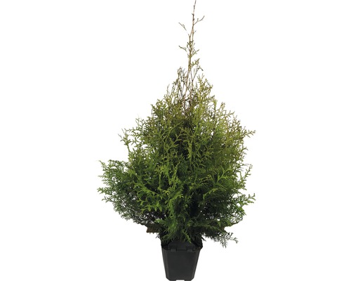 Lebensbaum FloraSelf Thuja occidentalis 'Brabant' H 80-100 cm im ClickCo