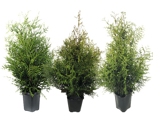 Drei grüne Thuja Pflanzen im Topf