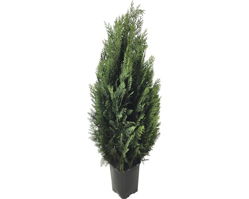 Blaue Säulenzypresse, Scheinzypresse FloraSelf Chamaecyparis lawsoniana 'Columnaris Glauca' H 80-100 cm im ClickCo