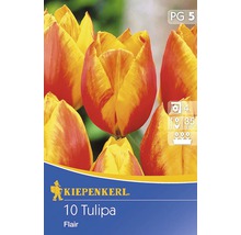 Kiepenkerl 10 Tulipa Flair Blumenzwiebel Packung