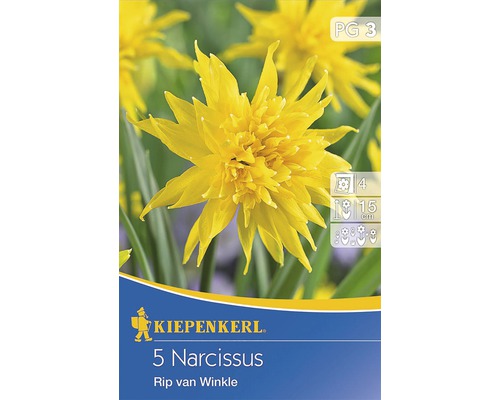 Blumenzwiebel Narzisse Narcissus pseudonarcissus 'Rip van Winkle'