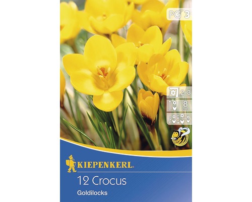 Blumenzwiebel Botanischer Krokus Kiepenkerl Crocus 'Goldilocks' 12 Stk.