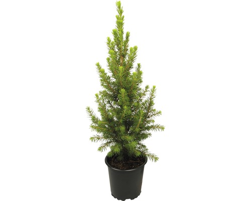Zuckerhutfichte Zwergform Picea glauca 'Conica Perfecta' H ca. 30 cm Ø 11 cm Topf Mini Weihnachtsbaum zur Pflanzung geeignet Topffichte im Topf