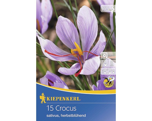 Blumenzwiebel Krokus Crocus sativus