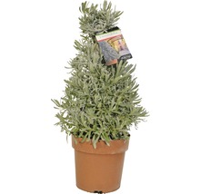 Lavendel Pyramide Lavandula angustifolia H 40-45 cm Ø 18 cm Topf