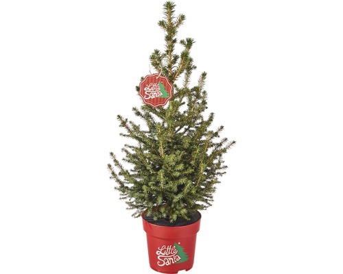 Fichte 'Little Santa'-R- H 50-60 cm Co 5 L Mini Weihnachtsbaum zur Pflanzung geeignet