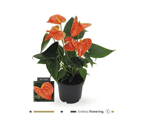 Flamingoblume/ Anthurie FloraSelf Anthurium andreanum H 35-40 cm Ø 12 cm Topf orange Anthurie Pflanze im Topf mit dem Hinweis ''Endlos blühend''