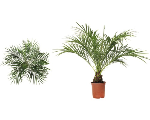 Dattelpalme im Topf, Seiten- und Draufsicht