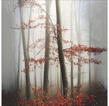 Nebeliger Wald mit Bäumen und Herbstlaub