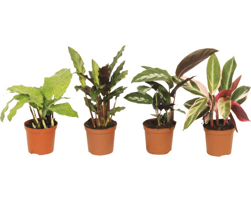 Korbmarante FloraSelf Calathea-Cultivars H 15-25 cm Ø 7 cm Topf zufällige Sortenauswahl